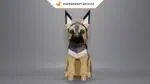 Berger allemand assis en papercraft 3D