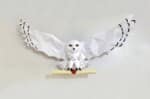 Chouette de Harry Potter en papercraft 3D