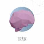 Papercraft brain sculpture in origami
