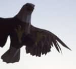 Papercraft d'aigle volant en origami 3D