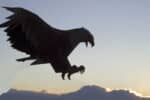 Papercraft d'aigle volant en origami 3D