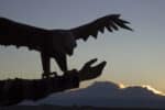 Papercraft d'aigle volant en origami 3D