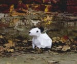 Papercraft di topo ratto in origami 3D