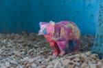 Petit ours simple en papercraft 3D