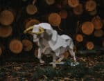 Grand taureau en papercraft 3D