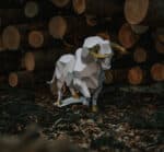 Grand taureau en papercraft 3D