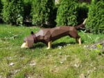 Dachshund en papercraft 3D