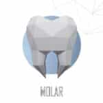 Molaire en papercraft 3D