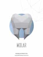 Molaire en papercraft 3D