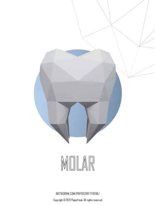 Molaire en papercraft 3D