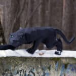 Papercraft de pantera em origami 3D