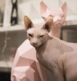 Sculpture chat sphynx assis papercraft